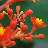 サンゴアブラギリの写真